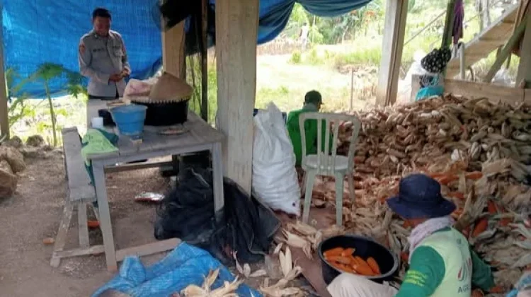 Panen Jagung Pakan di Bungi, Wujud Dukungan Ketahanan Pangan