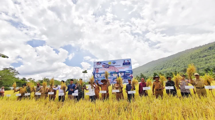 Panen Padi Sawah, Pemkab Busel Komitmen Wujudkan Ketahanan Pangan