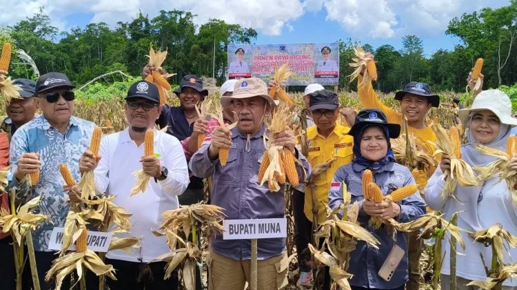 Bupati Muna Pimpin Panen Raya Jagung di Desa Bea Kabawo