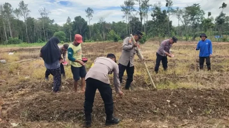 Polisi dan Warga Sorawolio Tanam Jagung Pakan Bersama