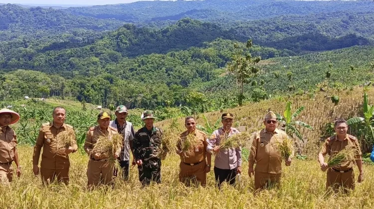 Capaian Padi Wawoangi 2,68 Ton/Ha, Dorong Produksi Berkelanjutan