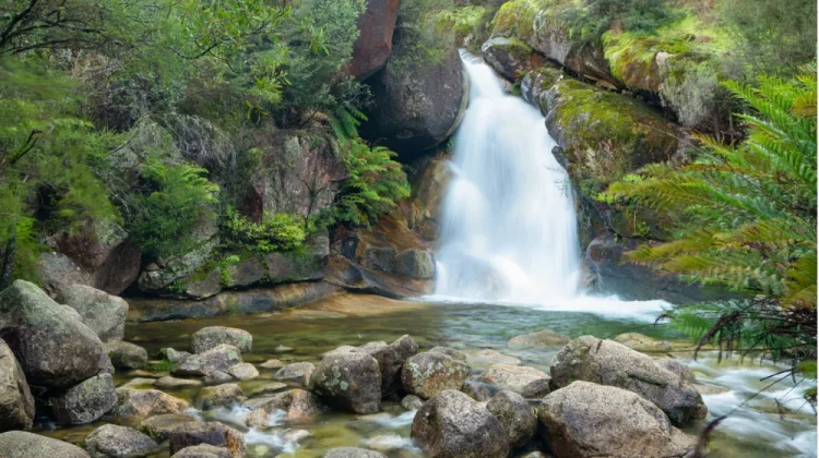 Surga Hijau Nusantara: 6 Hutan Indonesia yang Bikin Terpukau