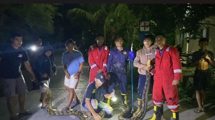 Damkar Baubau Evakuasi 23 Ular Selama Tiga Bulan