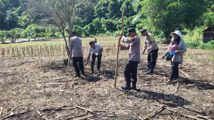 Perkuat Ketahanan Pangan Polsek Sorawolio Tanam Jagung Bersama Petani
