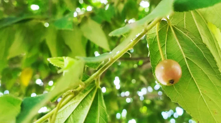 Kaya Antioksidan, Buah Kersen Baik untuk Daya Tahan Tubuh