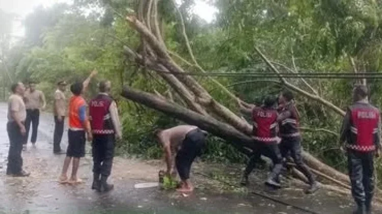Respons Cepat Polres Buton Utara Tangani Pohon Tumbang di Kulisusu Utara