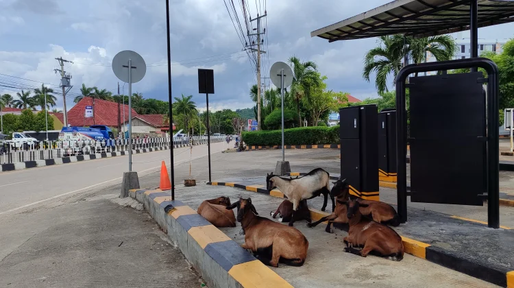 Puluhan Kambing Masuk Baubau, Karantina Pastikan Aman Konsumsi
