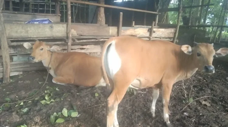 Warga Baubau Diingatkan Waspadai Penyakit Antraks Hewan