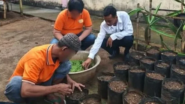 Lapas Baubau Latih WBP Budidaya Bayam di Polybag