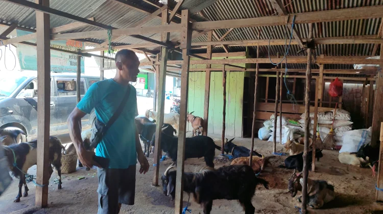 Pedagang Kambing di Baubau Keluhkan Penjualan Sepi jelang Iduladha