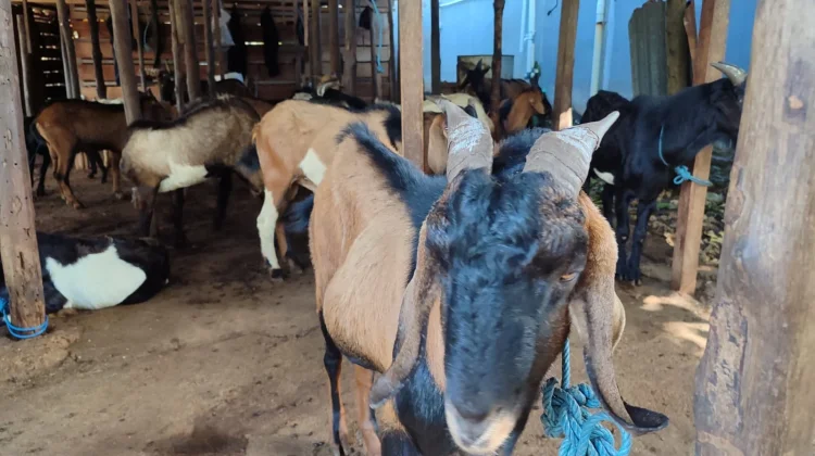 Harga Kambing Kurban di Baubau Tembus hingga Rp 6 Juta