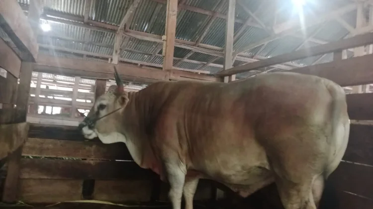 Buton Tengah Terima Sapi Kurban Presiden Berbobot 930 Kilogram