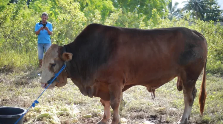 Pemkab Buton Serahkan Sapi Kurban Bantuan Presiden di Matanauwe