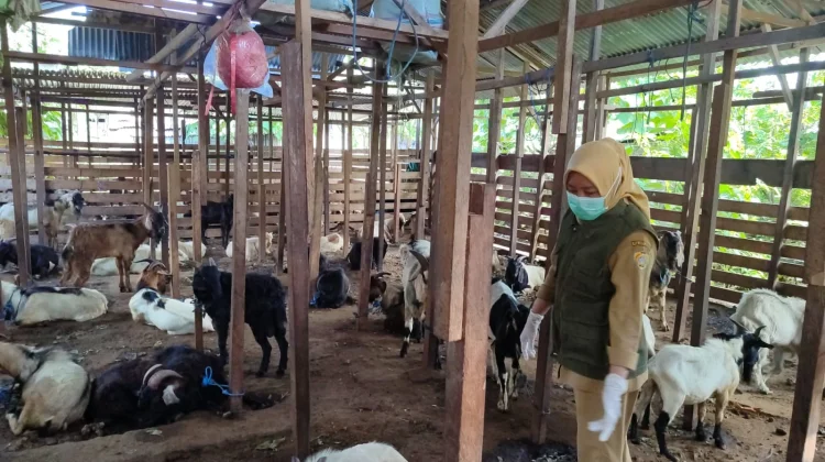 Baubau Bebas Penyakit Zoonosis jelang Idul Adha 2026