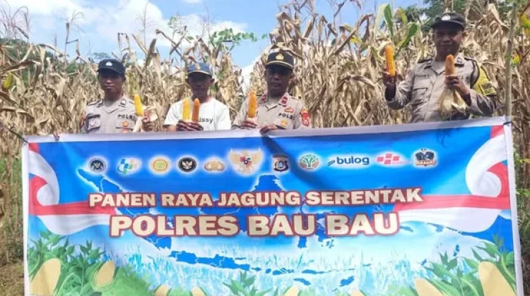 Panen Jagung di Sorawolio Tingkatkan Ekonomi Petani