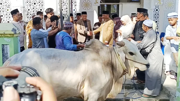 Wali Kota Baubau Serahkan Sapi Kurban Presiden Berbobot 910 Kilogram