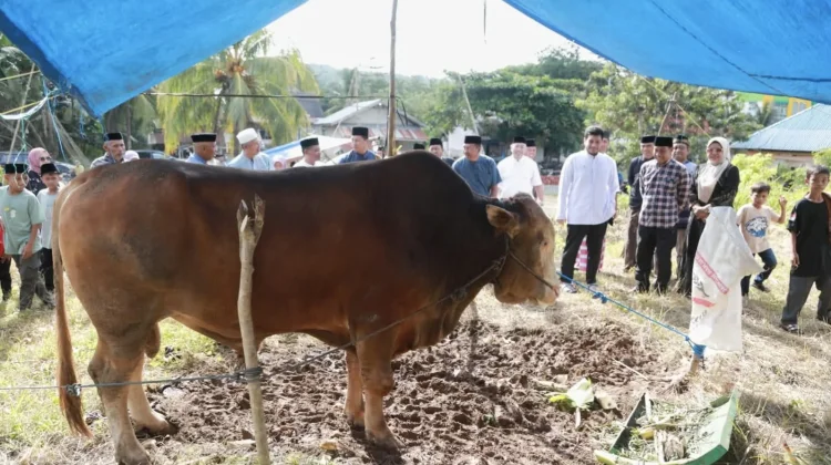 Bupati Buton Saksikan Penyembelihan Sapi Kurban Bantuan Presiden di Siotapina