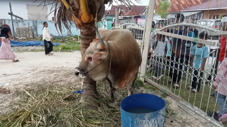 Pemkab Buteng Jamin Hewan Ternaknya Bebas Penyakit Berbahaya
