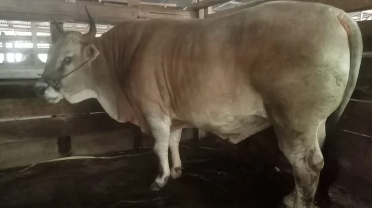 Kabupaten Buteng Surplus Sapi dan Kambing