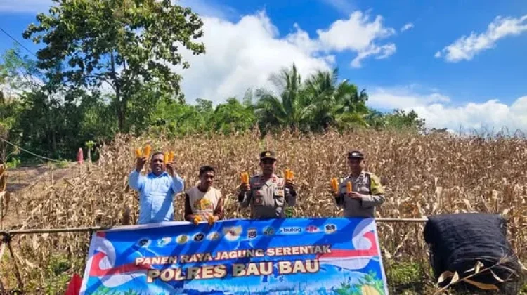 Petani Binaan Polsek Sorawolio Sukses Panen Jagung Pakan