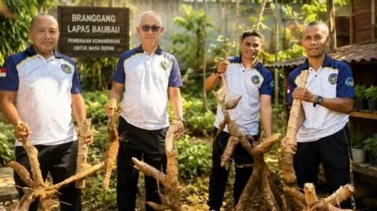 Lapas Baubau Panen Singkong Dukung Ketahanan Pangan Nasional