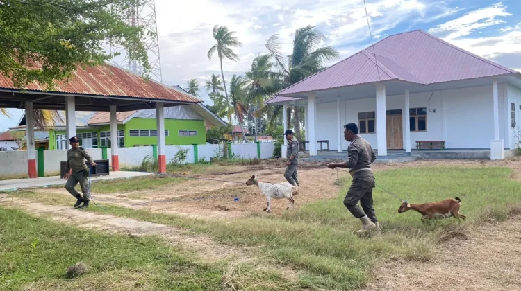 Satpol PP Bombana Amankan Enam Kambing Liar Berkeliaran
