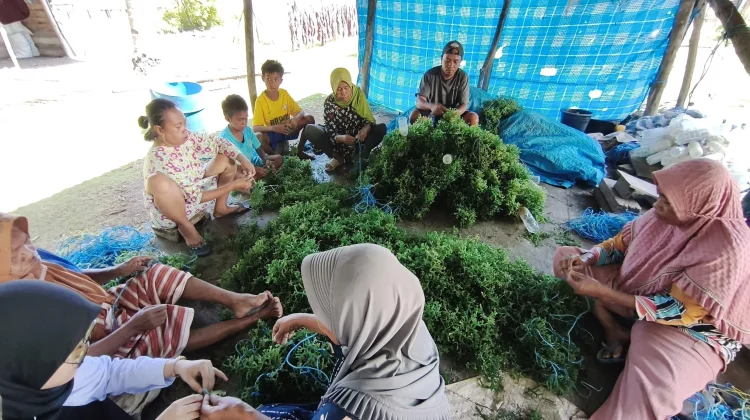 Kemenkum Sultra Kawal Merek Kolektif Rumput Laut Napa