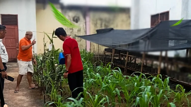 Dukung Ketahanan Pangan, Lapas Baubau Libatkan WBP Kelola Lahan Pertanian