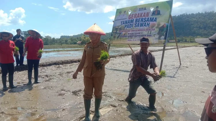 Pemkot Baubau Gelar Gerakan Tanam Bersama Padi Sawah