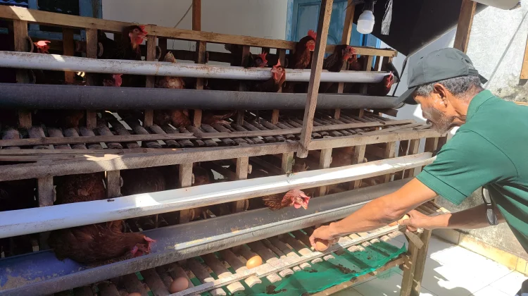 Bermodal 150 Ayam Petelur, Pensiunan PNS di Baubau Sukses Berwirausaha