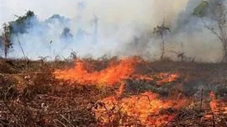 KemenLH Ungkap Penyebab Kebakaran Hutan dan Lahan Berulang
