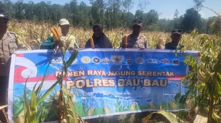 Polsek Sorawolio bersama Petani Panen Tiga Ton Jagung