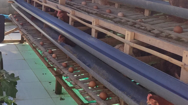 Tercatat 4 Pelaku Usaha Minat Peternak Ayam Petelur di Baubau Rendah