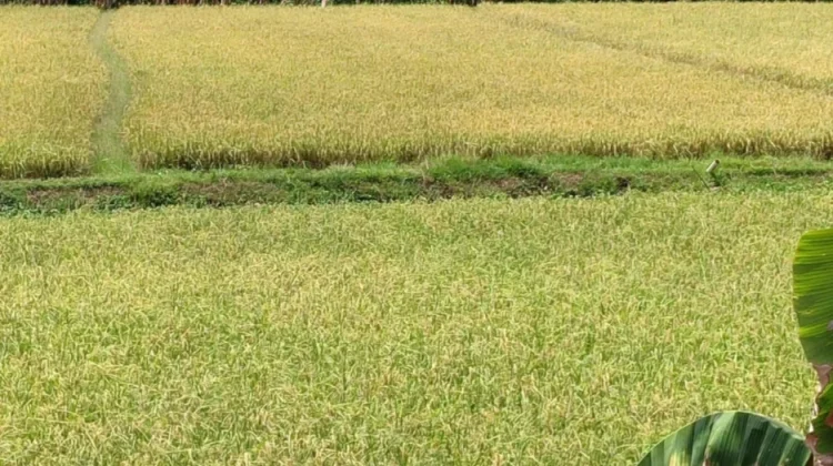Dipertan Baubau Bersama Petani Mitigasi Kekeringan Lima Hektare Sawah