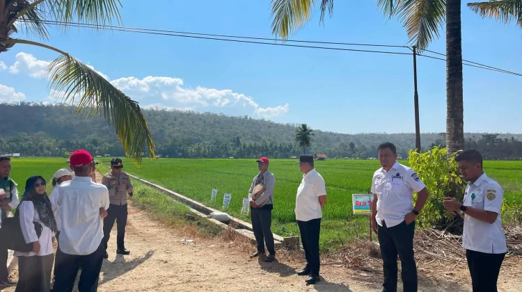 Wali Kota Baubau Tinjau Sawah Terdampak El Nino, 26 Hektare Dilanda Kekeringan