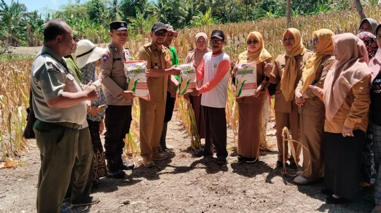 Solusi Pakan Ternak, Dipertan Baubau Salurkan 2 Ton Bibit Jagung
