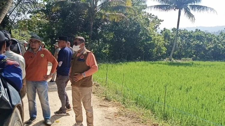 Sawah Bungi Mulai Kekeringan, Pemkot Baubau Dorong Pemerataan Air