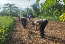 Dukung Ketahanan Pangan, Polsek Sorawolio Tanam Jagung Pakan