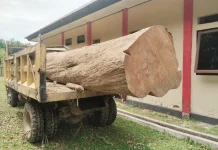 BKSDA Gagalkan Pemuatan Kayu Jati Cagar Alam Napabalano