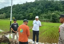 Tinjau Banjir, Wali Kota Baubau Fokus Pembenahan Irigasi