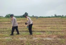 Polsek Sorawolio Kembali Tanam Jagung Pakan Dukung Ketahanan Pangan