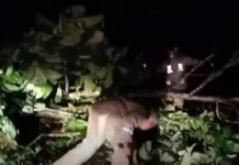 Polsek Wolio Gercep Atasi Pohon Tumbang Tutupi Jalan