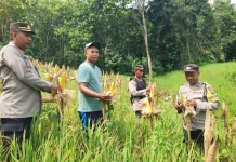 Petani Binaan Polsek Sorawolio Panen Jagung Pakan