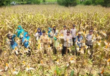 Petani Binaan Polsek Sorawolio Dukung Program Ketahanan Pangan