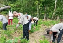 Ketahanan Pangan, Polres Buteng Tanam Jagung di Lakapera