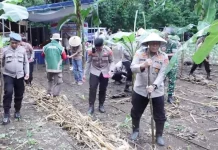 Penanaman Jagung Serentak di Desa Kaongkeongkea Perkuat Ketahanan Pangan