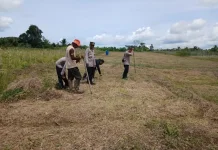 Swasembada Pangan Polsek Sorawolio Bersama Petani Tanam Jagung