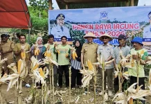 Panen Raya Jagung BUMDes Desa Bea, Bupati Muna Dorong Penguatan Program JATI