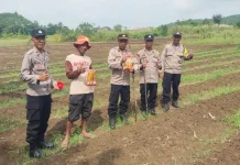 Polsek Sorawolio Tanam Jagung Pakan, Dukung Ketahanan Pangan
