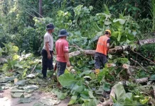 Polsek Lasalimu Bersama Warga Evakuasi Pohon Tumbang